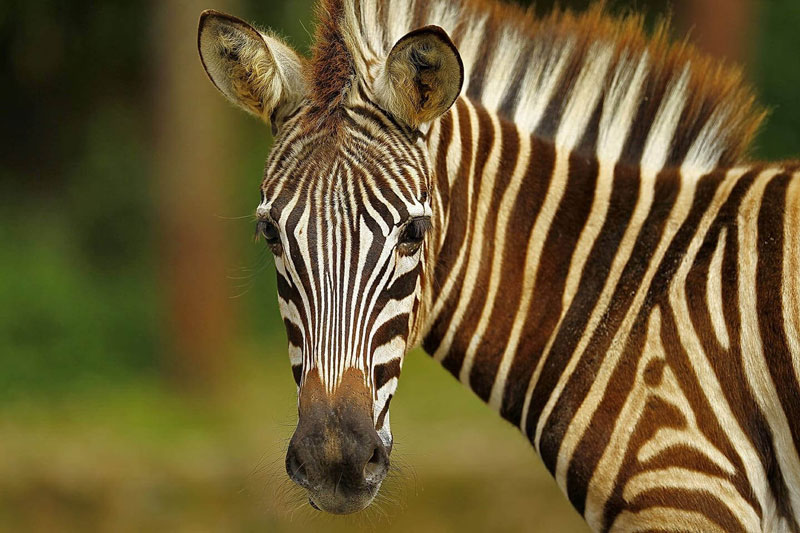 zebra mara river safari lodge