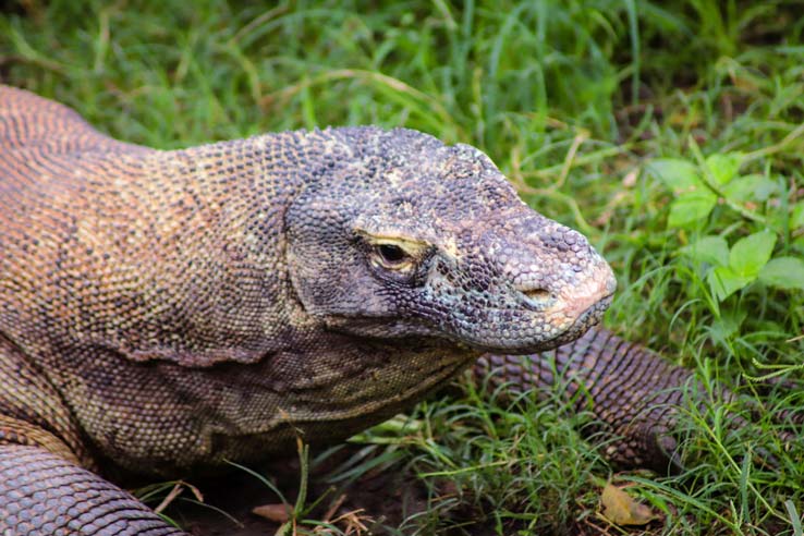 Wild-animals-seen-from-Mara-River-Safari-Lodge-2