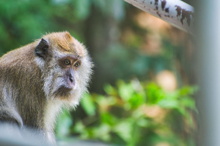  Visiting the Monkey Forest in Ubud