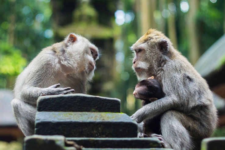  Visiting the Monkey Forest in Ubud