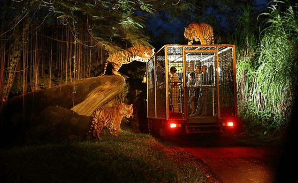 Night Safari Bali