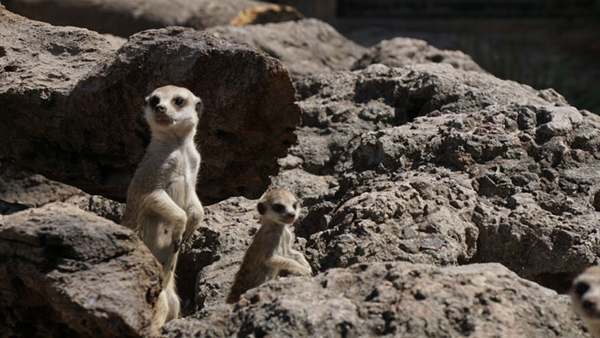You can meet the Meerkats at Bali Safari Park