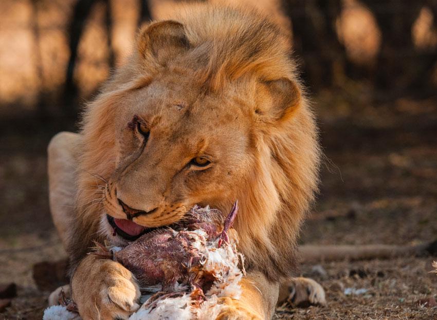 How Lions Eat: A Lion's Guide to Dining Etiquette