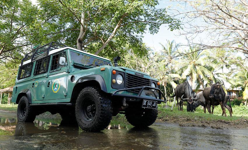 Jeep 4x4 in Bali Safari Park