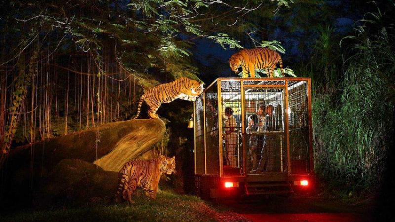 night safari free entry