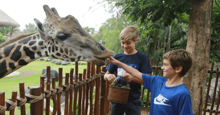 Animal Feeding You Must Try in the Park - Mara River Safari Lodge