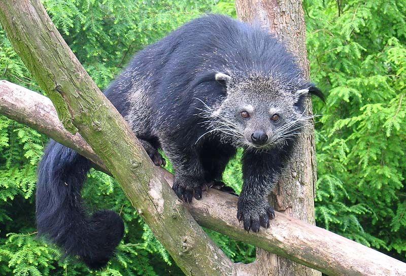 Unique Facts about Binturong,the bearcat