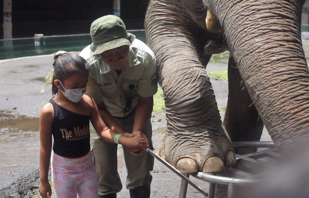 Experience elephant interactions with the keepers or mahout of The Bali Safari Park