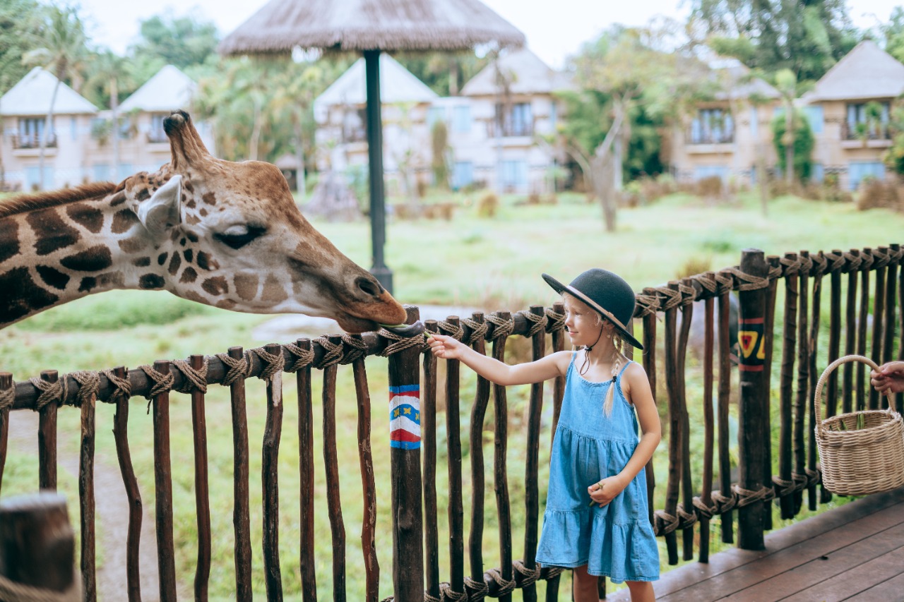 Girrafe Feeding for kids at Bali Safari Hotel