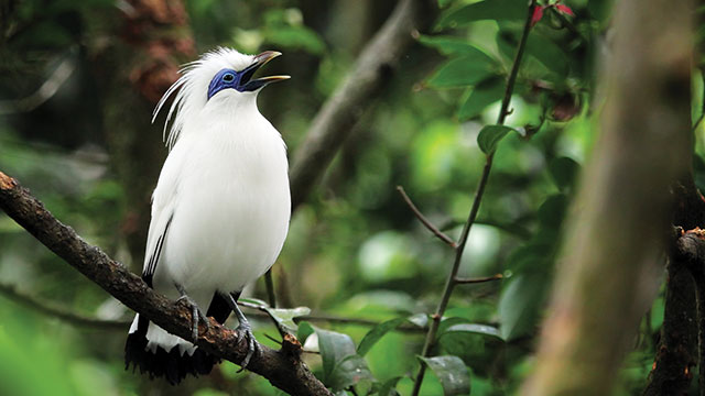 bali starling, bali endangered animal