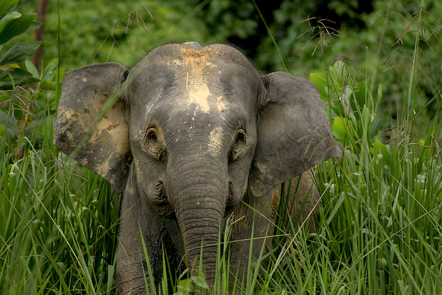 borneon elephant, the endangered animal