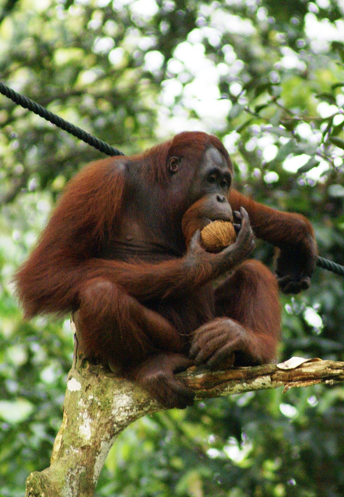 orangutan, the endangered animal