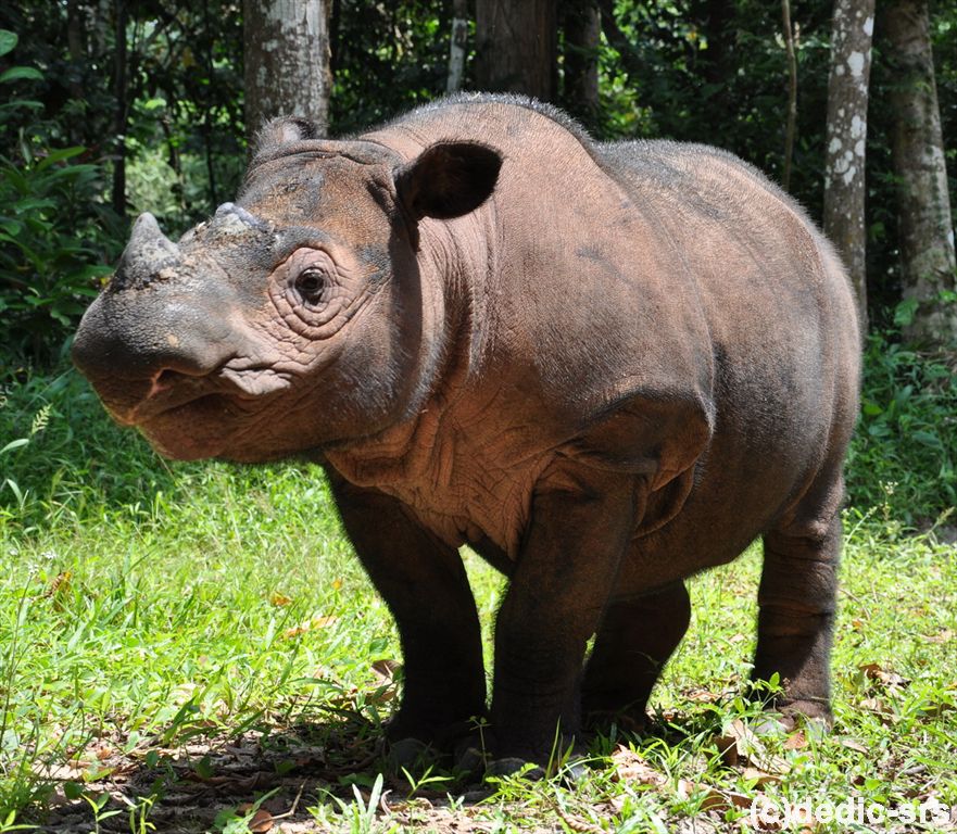 rhino, the endangered animal