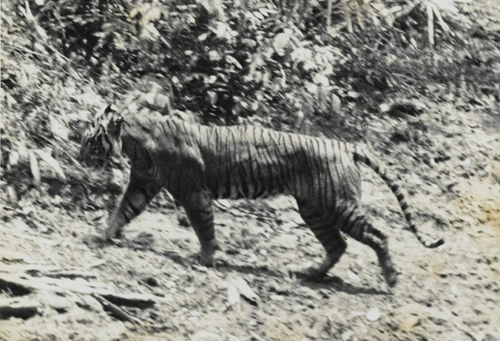 Harimau Jawa yang sudah punah