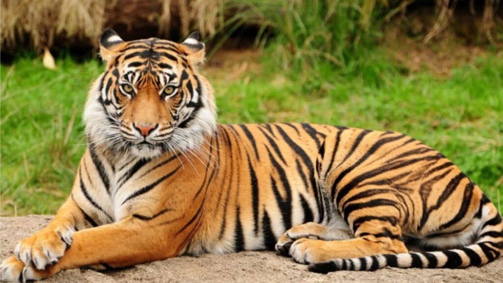 Harimau Sumatera endemik Indonesia