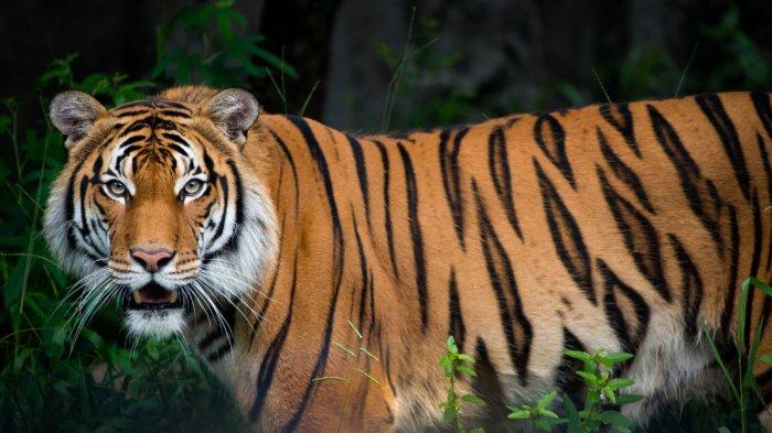 Kenali harimau asli Indonesia bersama Bali Safari Hotel