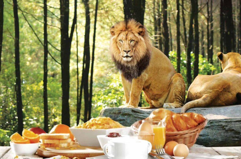 enjoy unique experience during breakfast with the lions