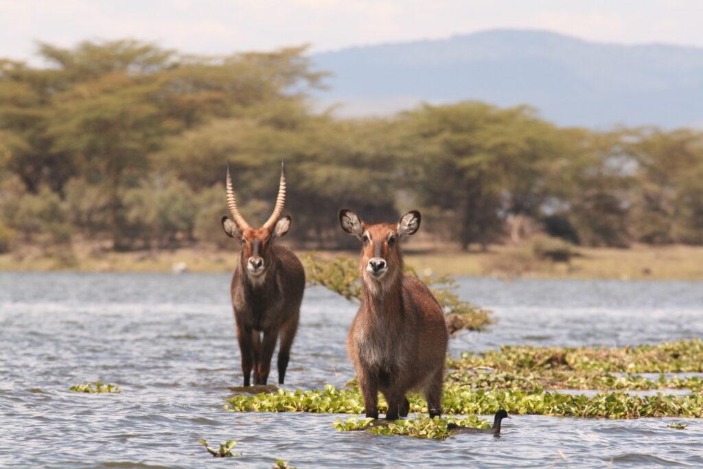 waterbuck