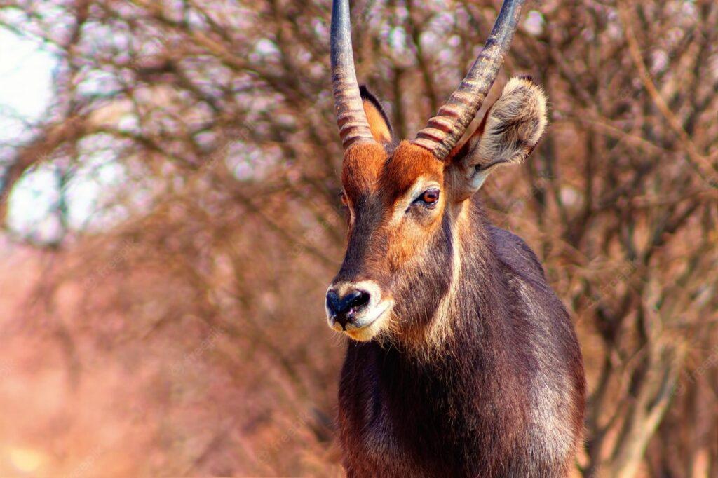 waterbuck