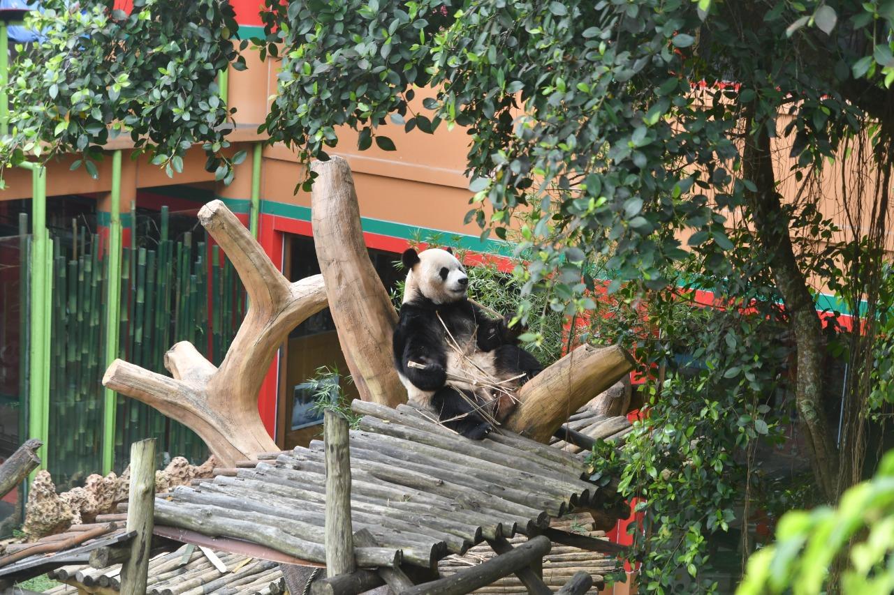 giant-panda-di-taman-safari-indonesia