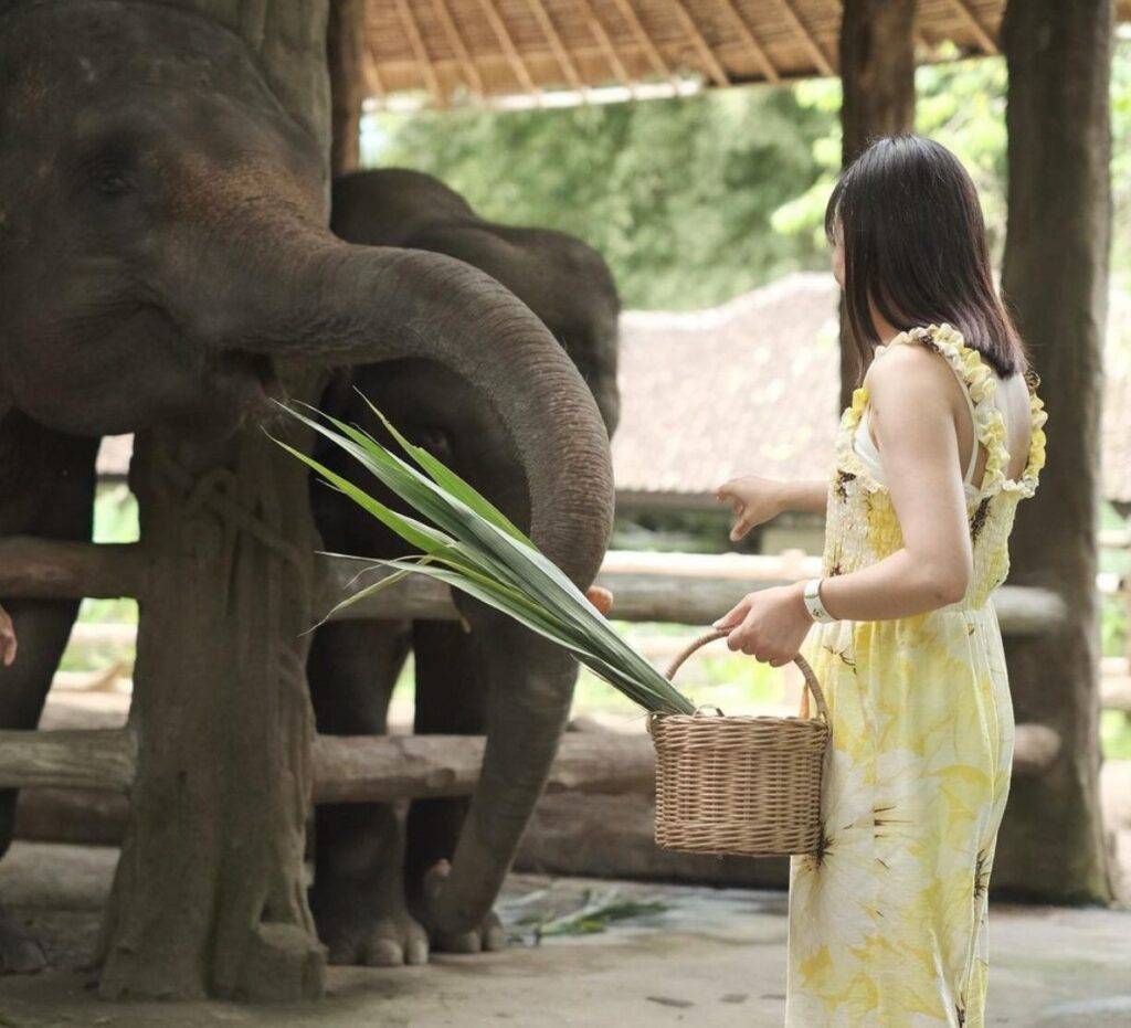 Feeding the elephant at Bali Safari Park