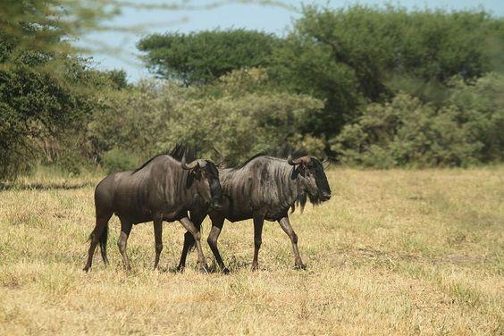 7 facts about Wildebeest