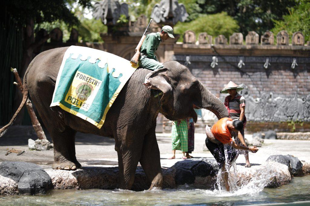 Elephant Show