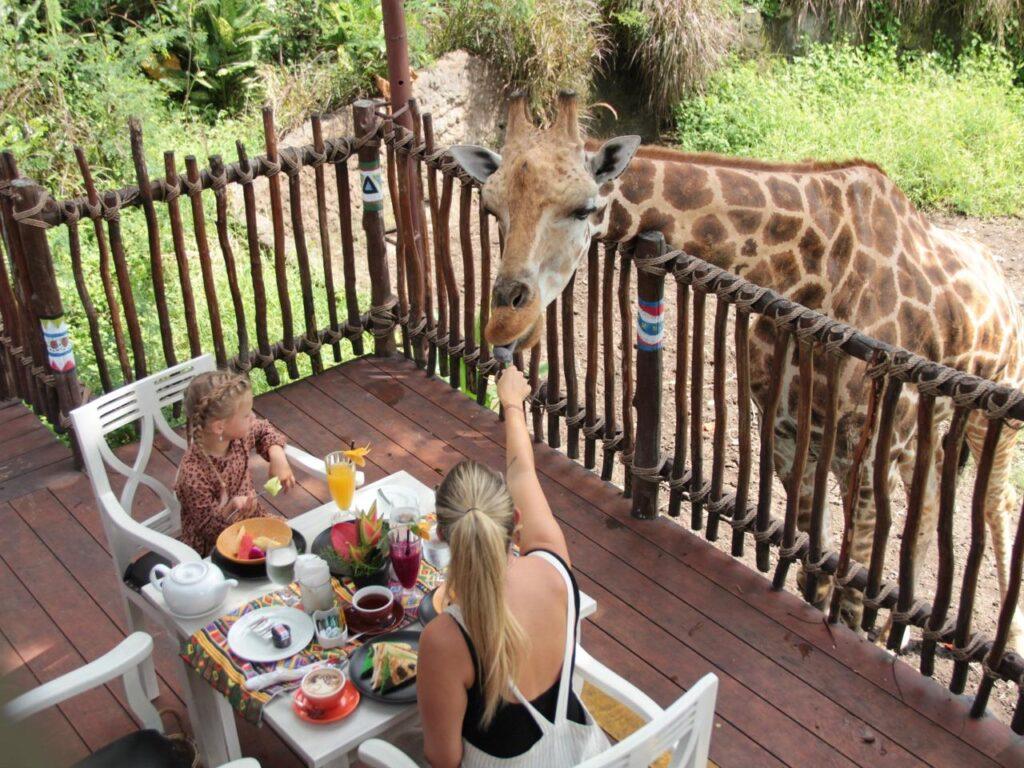 liburan unik di Bali: breakfast with giraffe