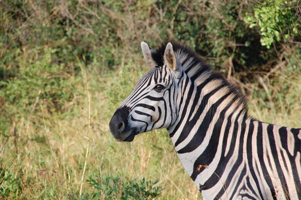 Interesting facts about zebras