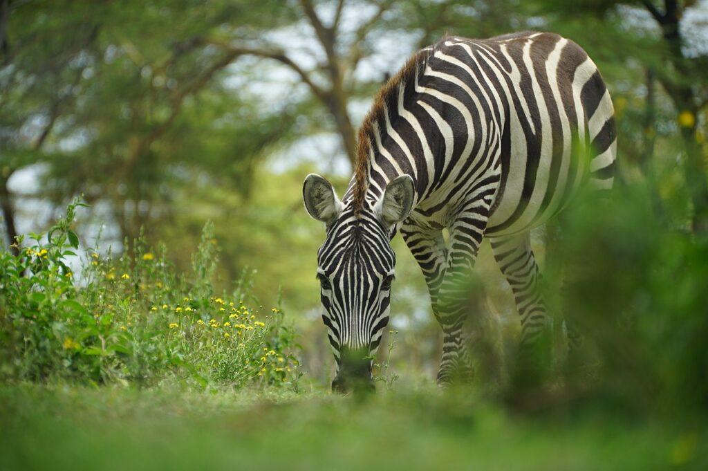 Diet and behavior of zebra