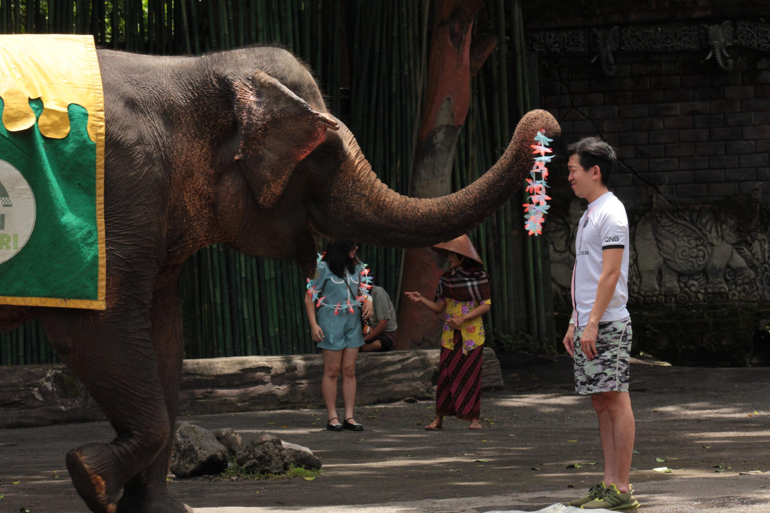Elephant in Bali Safari
