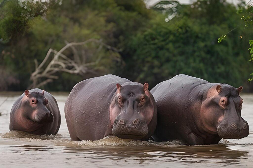 post-17472-thumbnail