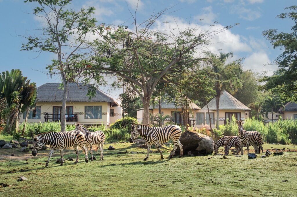stay at mara safari lodge