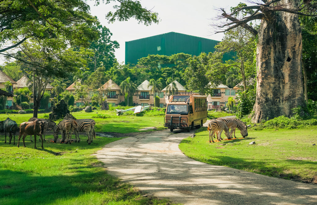 Safari Journey Tram only at Taman Safari Bali