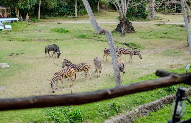 Grab this Easter promo from Mara River Safari